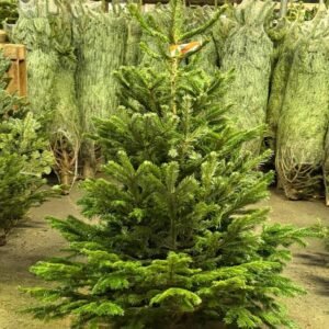 Wholesale Christmas Trees Pallet: 50 Artificial Trees for Resale